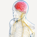 perfil de una forma humana, donde visualizamos el cerebro y los nervios