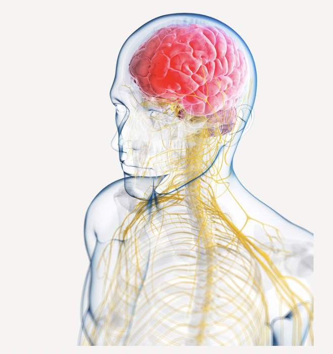 perfil de una forma humana, donde visualizamos el cerebro y los nervios